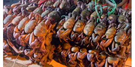 Ecuador suspendió exportación de cangrejos por 6 años