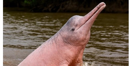 Amazonía de Ecuador alberga apenas 250 delfines de río, alerta investigación