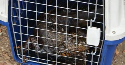 Iguanas y aves son las especies más afectadas por derrame en estero El Salado