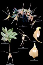 Describen 17 nuevas especies de orquídeas en Ecuador