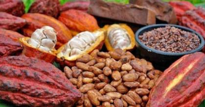 El precio del cacao se recuperó y llegó a $ 8.370 por tonelada