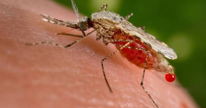 Se reportaron dos casos de la enfermedad cerca de la zona fronteriza en Perú / Foto: cortesía 