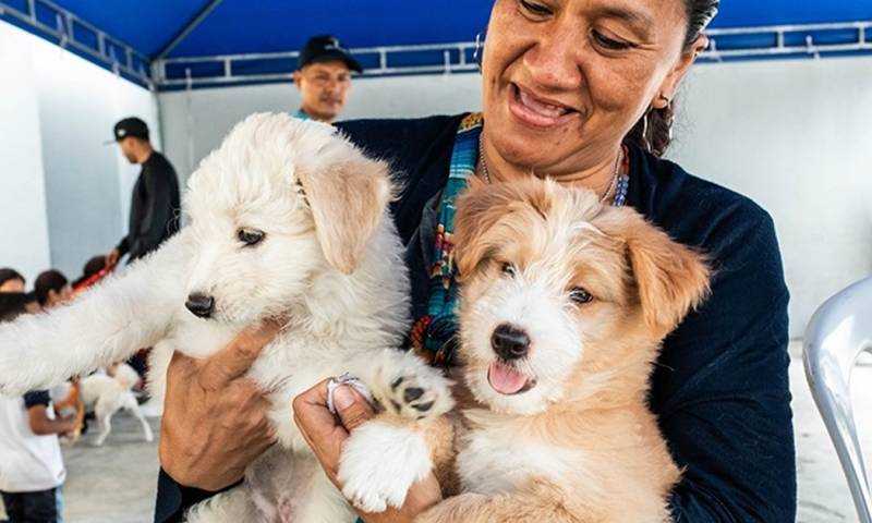 Los cachorros se encuentran sanos, con sus vacunas y desparasitados / Foto: cortesía Municipio de Guayaquil