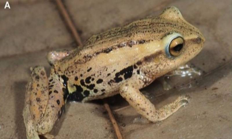 Estos anfibios presentan adaptaciones que les permiten mimetizarse con hojas secas / Foto: cortesía Inabio