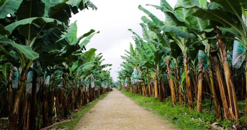 Ecuador es el primer exportador mundial de banano / Foto: cortesía 