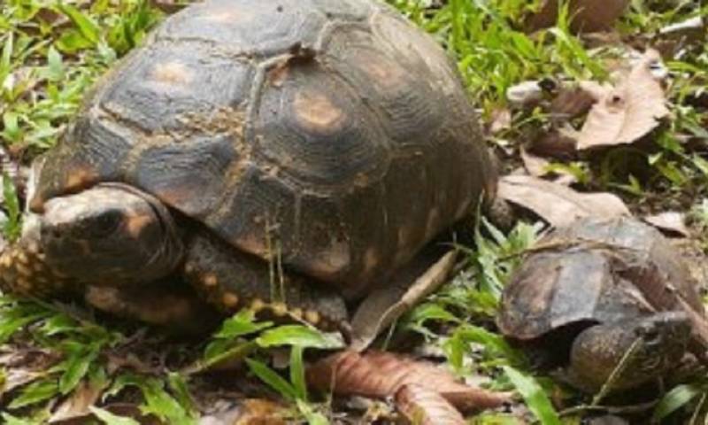 21 animales silvestres volvieron a su hábitat natural en Orellana: Foto cortesía Ministerio de Ambiente