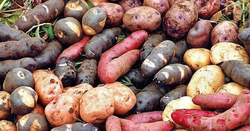 Podrían estar disponibles para los productores a partir del próximo año / Foto: cortesía Potato Pro