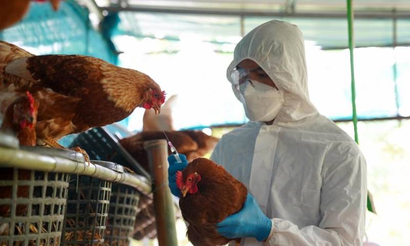 Entre los protocolos y acciones determinadas por Agrocalidad consta un plan de "cuarentena y contención en la granja detectada" / Foto: cortesía
