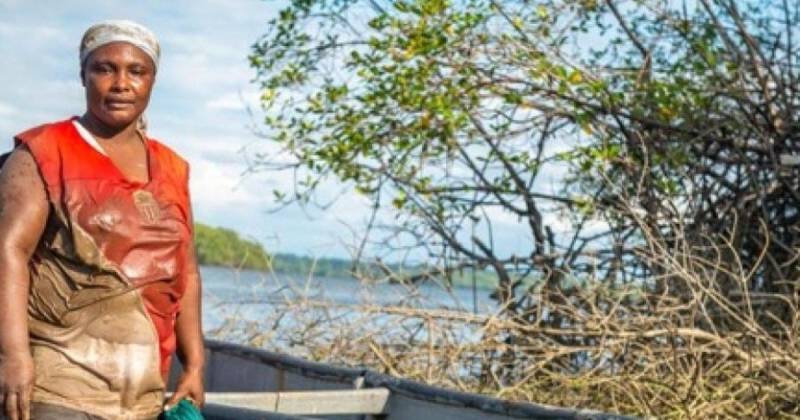 El país alcanzó un total de 101.099 hectáreas de manglar bajo custodia comunitaria / Foto: cortesía MAE