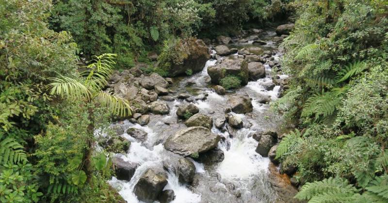 Esta espacio natural se caracteriza por albergar cerca de 4.200 especies de orquídeas / Foto: cortesía Reserva Drácula
