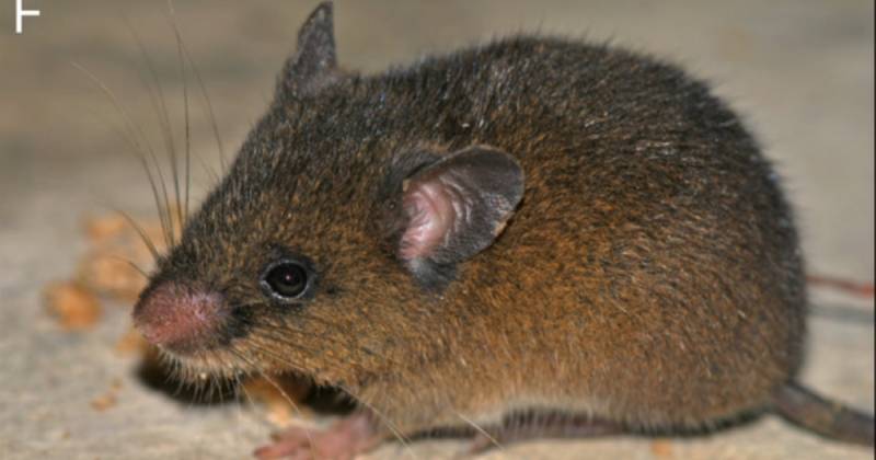 El hallazgo fue realizado por investigadores del Instituto Nacional de Biodiversidad (Inabio) / Foto: cortesía PeerJ