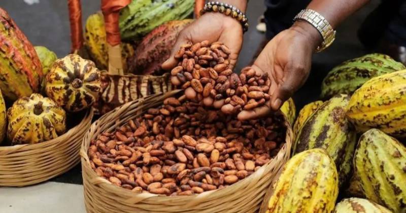Cada 7 de julio se conmemora el Día Mundial del Cacao / Foto: cortesía