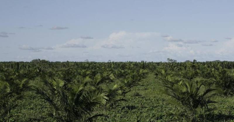 Sucumbíos se posiciona como la tercera provincia con mayor producción, con 1,86 millones de toneladas métricas / Foto: cortesía 