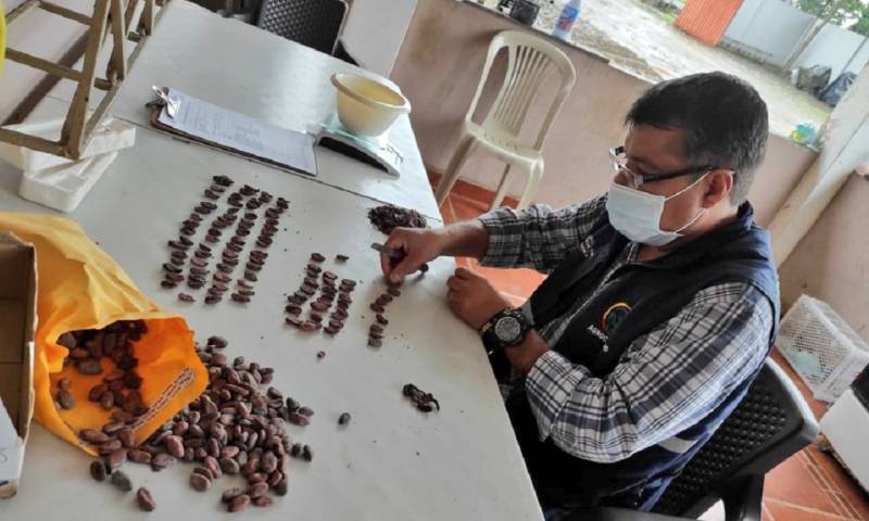 En 2021 se certificaron más de 330 mil toneladas de cacao en grano / Foto: cortesía Agrocalidad