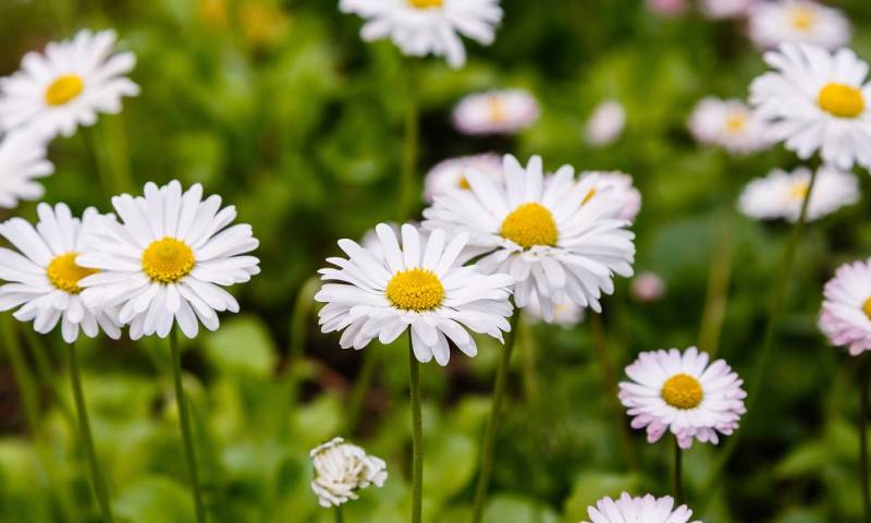 Foto: Shutterstock