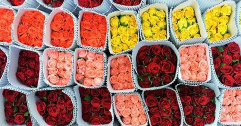 En la temporada 2025, Ecuador exportó un total de 28.779 toneladas métricas de flores / Foto: cortesía Camae