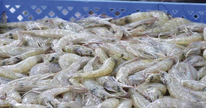 El camarón se posiciona como líder exportador por primera vez en la historia / Foto: cortesía Cámara Nacional de Acuacultura