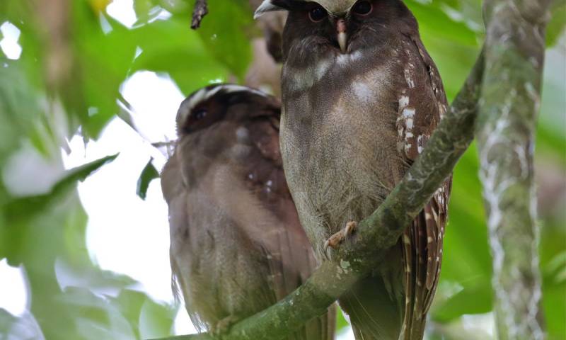 Foto: Montana Standard