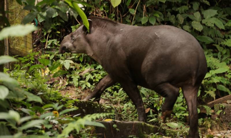 Para los kichwas, animales como el tapir, la guatusa, la guanta y el armadillo son parte integral de una tradición culinaria / Foto: El Oriente