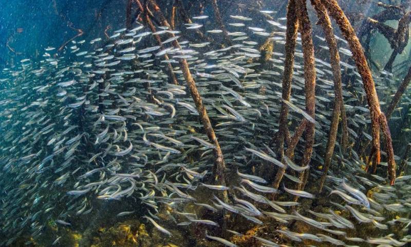 Los manglares de Galápagos, ecosistemas clave para la diversidad de peces / Foto: EFE