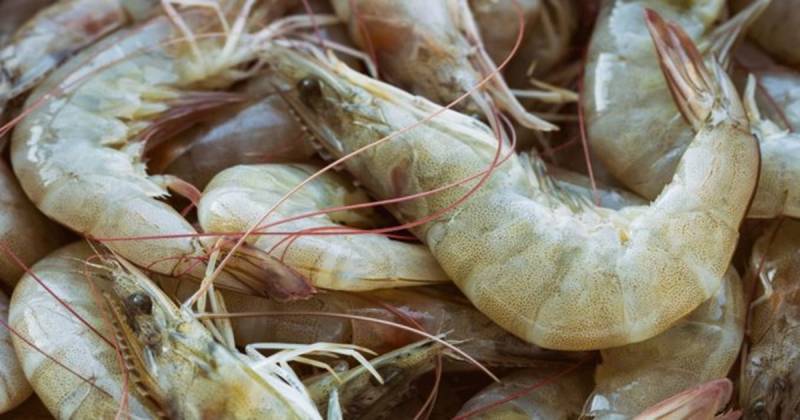 Las autoridades ecuatorianas nos han confirmado que Ecuador se mantiene en negociación y que estaría en etapas definitorias en el transcurso de estos días/ Foto: cortesía Cámara Marítima