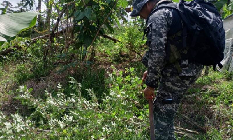 De una hectárea de coca se podrían obtener aproximadamente 7,3 kilos de cocaína, después de un proceso de maceración y extracción del alcaloide que contienen las hojas / Foto: cortesía Policía Nacional
