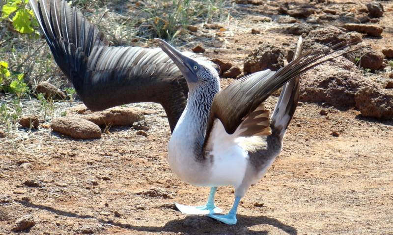 Galápagos tiene aproximadamente 78 especies de aves endémicas y nativas, muchas de las cuales migran hasta las costas continentales para alimentarse / Foto: EFE