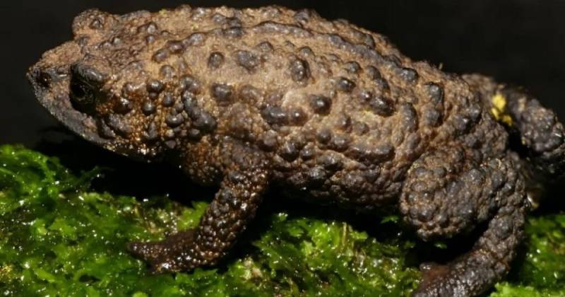 El anfibio 'Osornophryne' es endémico de los Andes del norte de Suramérica / Foto: cortesía Inabio 
