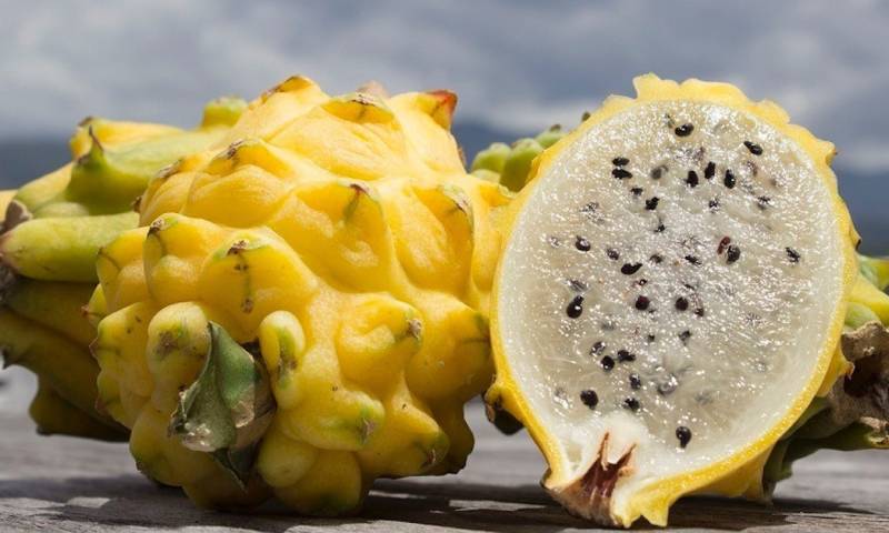Entre los beneficios de la pitahaya está su fibra, que actúa como un alimento probiótico beneficiosos para el organismo humano / Foto: Cortesía