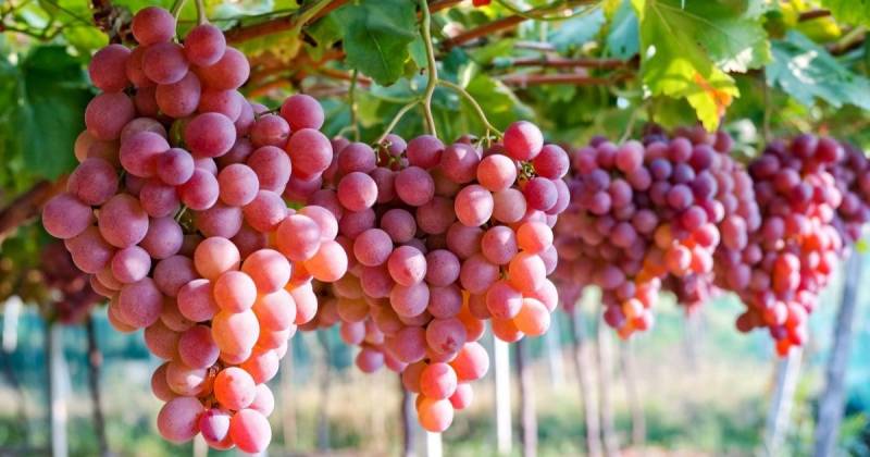 Agrocalidad emitió un memorando en el que dispuso suspender los certificados fitosanitarios de importación de uva peruana / Foto: cortesía Silvestre Perú