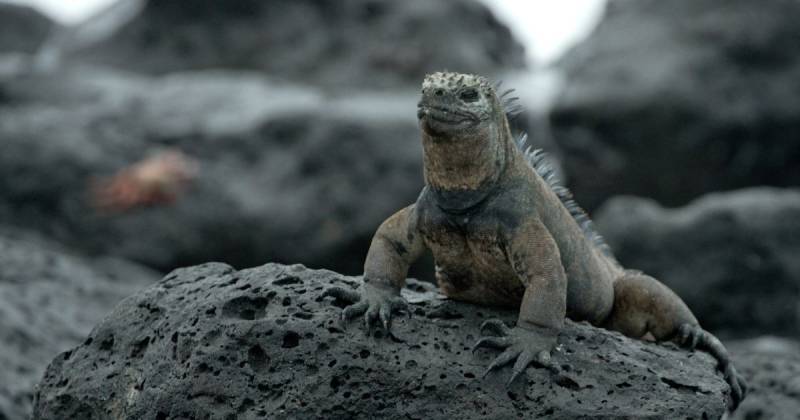 Ambas especies de iguanas fueron incluidas en el Apéndice I, el nivel más alto de protección internacional / Foto: cortesía MAE