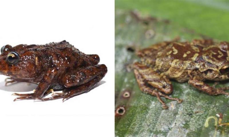 Izquierda: rana Lynchius megacephalus (cabeza grande), su descubrimiento se anunció la semana anterior. Derecha: rana de la especie Pristimantis mallii, descubierta el martes 19 de marzo. Foto: EL TELÉGRAFO