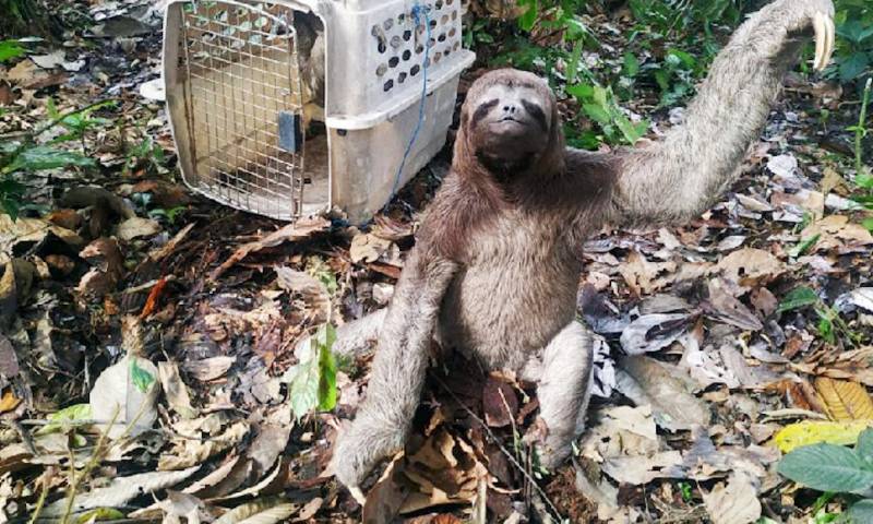 El Ministerio de Ambiente lanza campaña para combatir tráfico de vida silvestre / foto cortesía Ministerio de Ambiente