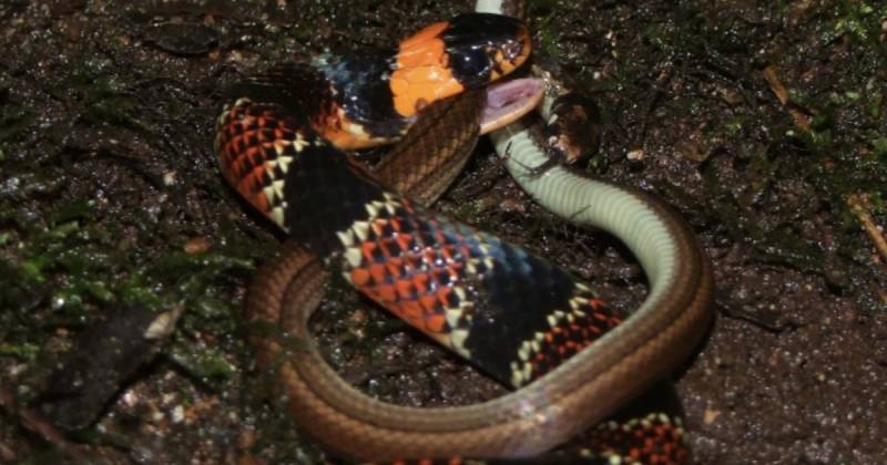 Erythrolamprus guentheri a nivel nacional está catalogada como “Casi Amenazada” / Foto: cortesía Inabio