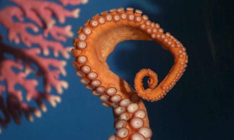 El estudio estuvo a cargo del Instituto de Ciencia y Tecnología de Okinawa (Japón) y la Universidad de Washington, que publica Nature/ Foto: cortesía EFE