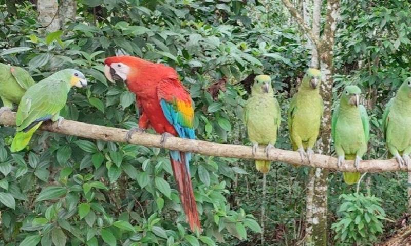 10 aves fueron rescatadas en Joya de los Sacha / Foto: cortesía ministerio de Ambiente