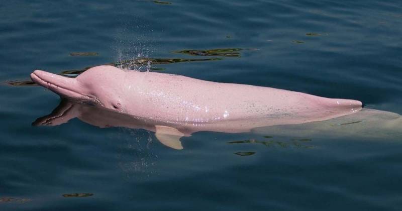 En Ecuador, se calcula que sobreviven apenas unos 200 ejemplares de delfín rosado amazónico y 30 delfines grises / Foto: cortesía Nature and Culture International