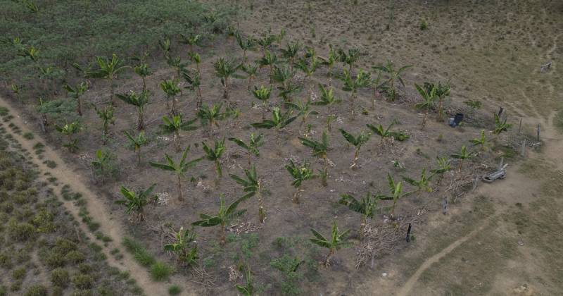 Hace unos años, la Empresa Brasileña de Investigación Agropecuaria, una institución pública dedicada a la innovación en el campo, llamó a las puertas de los habitantes de Mamuí con una propuesta: instalar sistemas agroforestales./ Foto: cortesía EFE