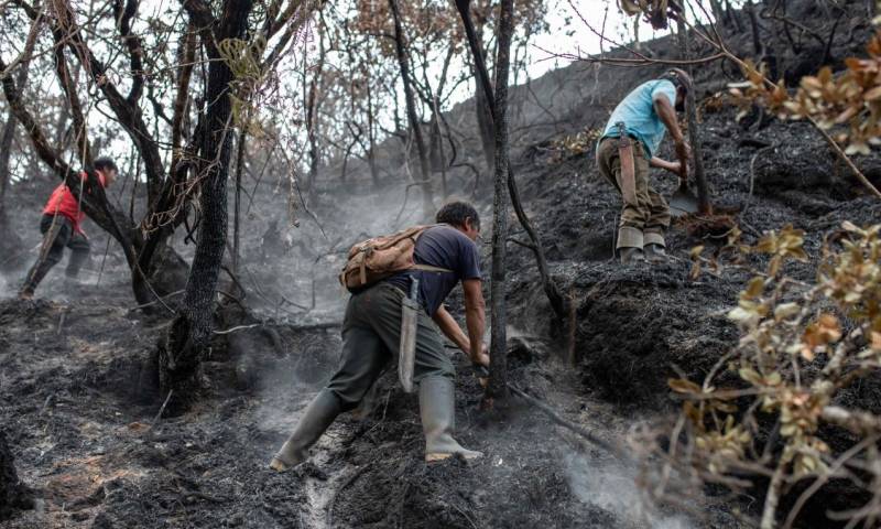 Más del 90 % de los incendios forestales que se desataron en el país ya han sido extinguidos / Foto: EFE