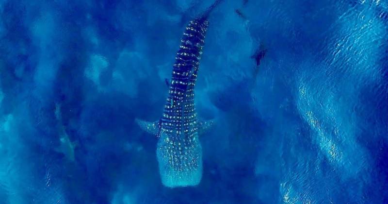 Ya son 758 tiburones ballenas registrados en la Reserva Marina de Galápagos desde 2001 / Foto: cortesía Parque Nacional Galápagos