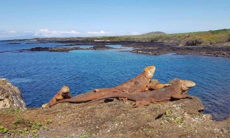 Reintegran a cerca de 500 ejemplares de iguanas extintas en la isla Santiago / Foto EFE