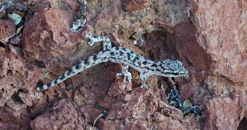Estudios morfológicos confirmaron que la especie redescubierta corresponde a una Unidad Evolutiva Significativa / Foto: cortesía Parque Nacional Galápagos