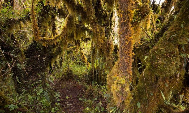 Hallan osos andinos, especie en extinción, cerca a zona ganadera en Tungurahua / Foto: EFE