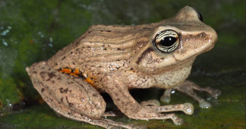 Estas ranas presentan una coloración y una textura corporal que imitan de forma notable las hojas secas de esta planta / Foto: cortesía Infórmate Manabí
