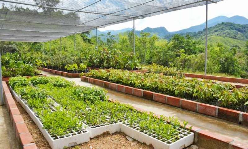 Foto: La Hora. El lugar está a disposición de estudiantes de escuelas, colegios y universidades que se encaminen a la investigación de especies forestales.