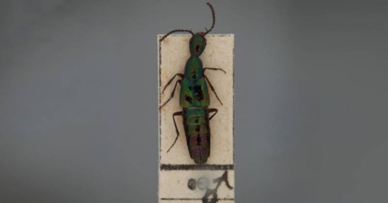 La investigación se centró en un grupo de escarabajos de la Subtribu Philonthina / Foto: cortesía Museo de Historia Natural UNMSM