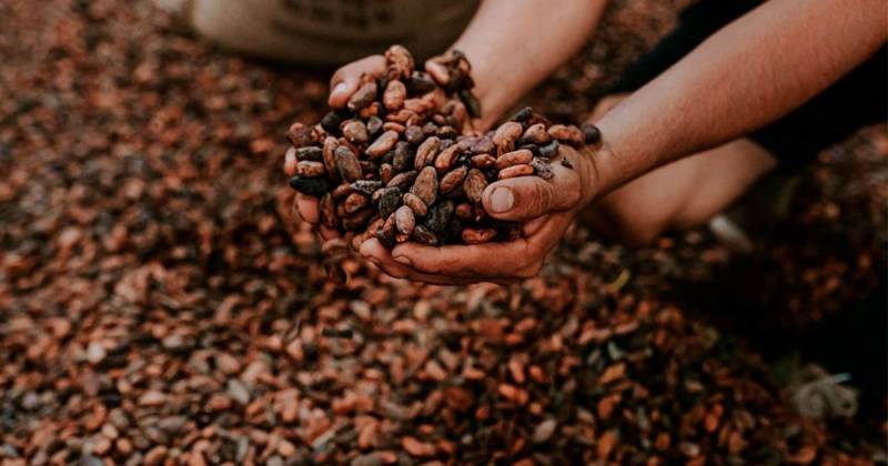 Las exportaciones de cacao fueron superiores a los $ 560 millones en 2024 / Foto: cortesía GrandSur