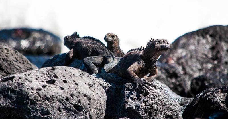 Las subvenciones beneficiarán a las cuatro islas pobladas de la región insular / Foto: cortesía Pixabay