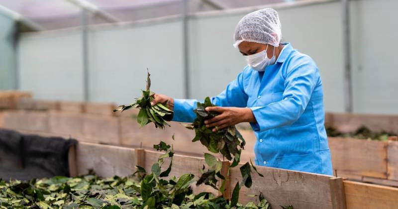 Nueva clasificación abre camino a mercados internacionales./ Foto: cortesía MAG