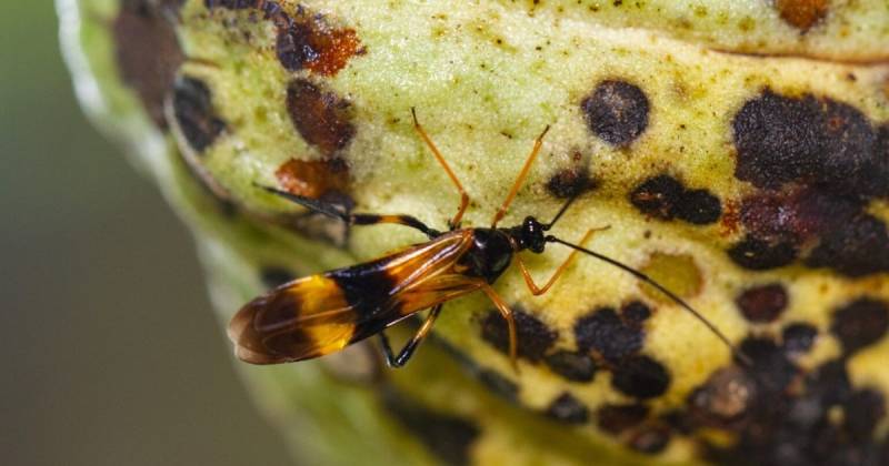 La variante peruana del 'Purpureocillium takamizusanense' actúa selectivamente sobre la chinche negra / Foto: cortesía Agro Link
